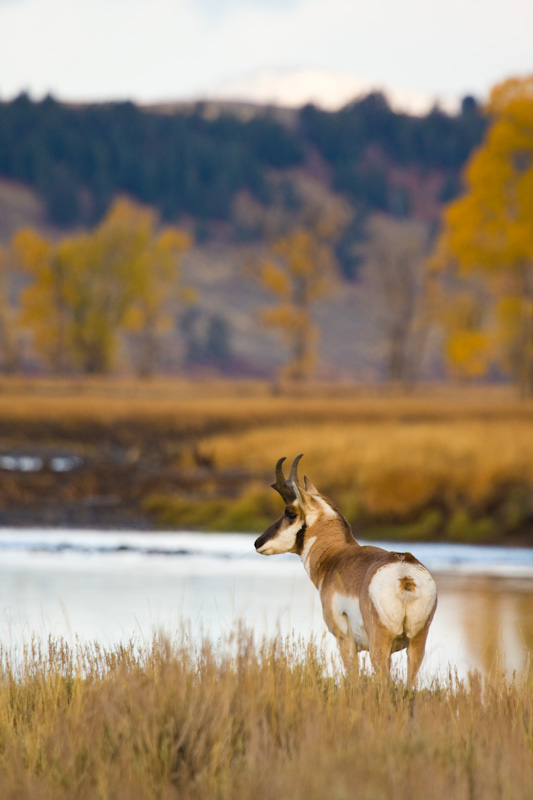 Pronghorn At Edge Of The Lamar River